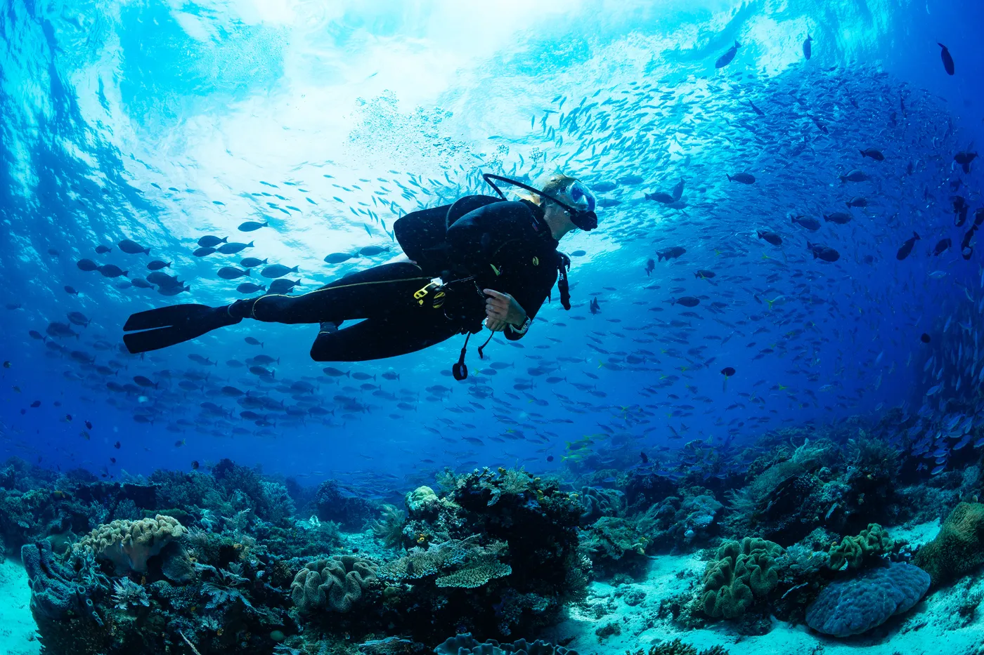 Underwater experience - Scuba Diving Yacht Charter