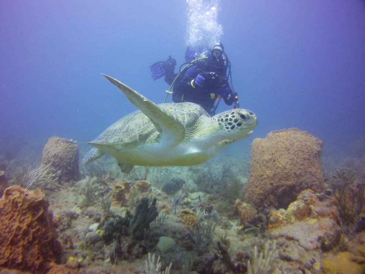 Swimming with sea turtle