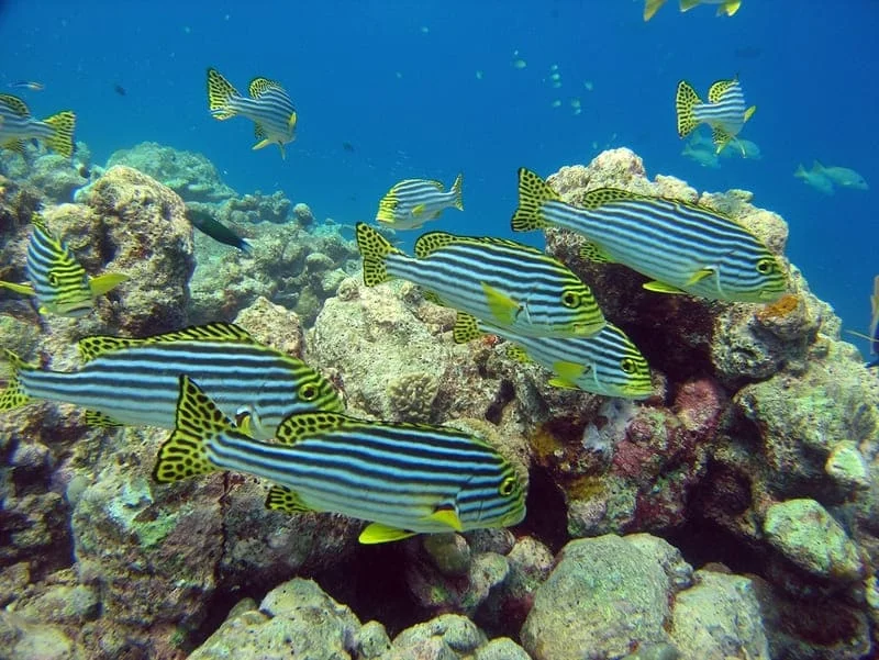 Tropical fish. Photo by Alex Furr on Freeimages